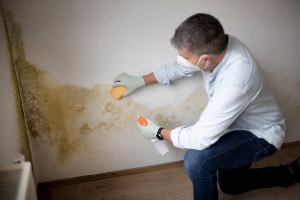 Best Mold Odor Removal Services  in USA